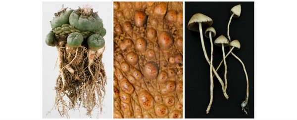Magic mushrooms, hallucinogenic toad skins common in early Americas