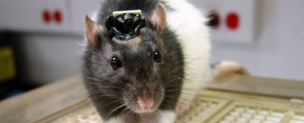 These rats can ‘see’ infrared light via sensors implanted in their brains