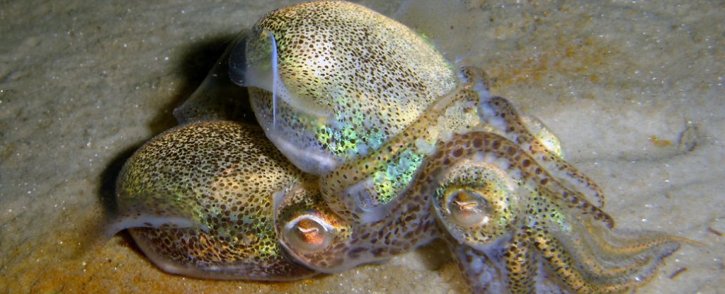 sex with a squid Male escort nj