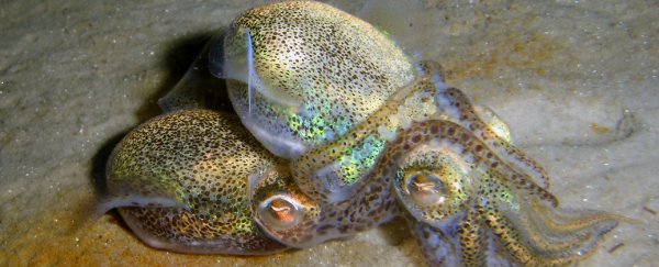 Dumpling squid opts for sex over safety