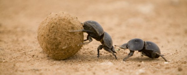 Turns out dung beetles navigate using the stars