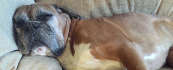 The first Brits to clone a dead pet are expecting two clone puppies on Boxing Day