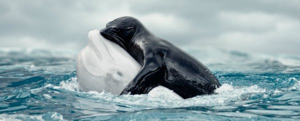 This hug between a beluga and a seal couldn't happen in real life