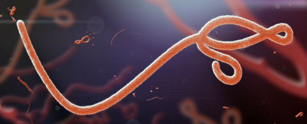 Ebola is mutating, new blood sample analysis confirms
