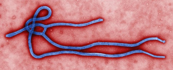 Genes may influence who survives Ebola