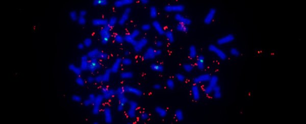 Cancer genes can exist outside our chromosomes