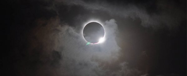 How did animals react to the solar eclipse? Here's some reports on their weird behaviour