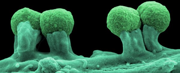 New organisms have been formed using the first ever 6-letter genetic code