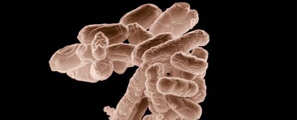 Scientists say we need a global approach to stop superbugs in the meat industry