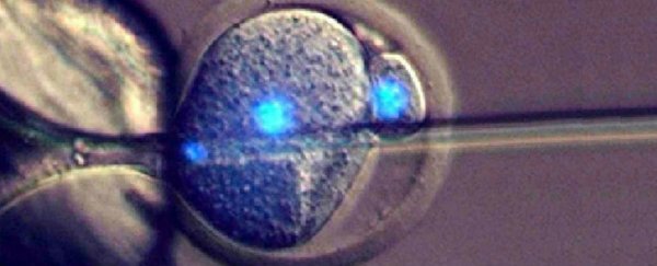 Scientists have just bred live mice without using fertilised eggs
