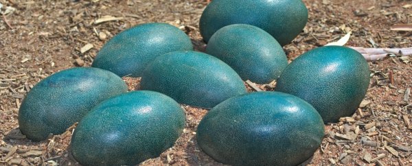 Blue dinosaur eggs have revealed a surprise about ancient bird-like creatures