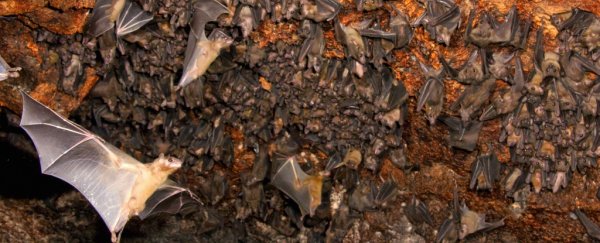 Researchers have ‘translated’ bat calls, and they’re way more complex than we expected