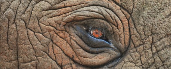 These animals don't get cancer, and scientists think they could hold a cure