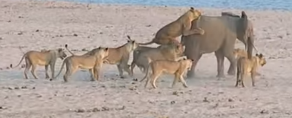 WATCH: Young elephant fights off 14 lions