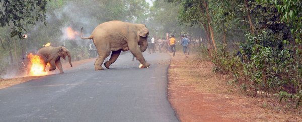 A single heartbreaking photo shows the horror elephants face in India