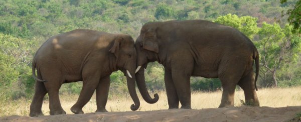 Which species will survive Earth's sixth mass extinction?