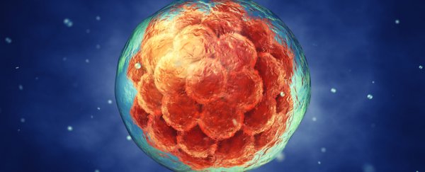 First human embryo editing experiment in US corrects gene for heart condition
