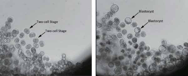 Orbiting experiment shows mammal embryos can develop fully in space
