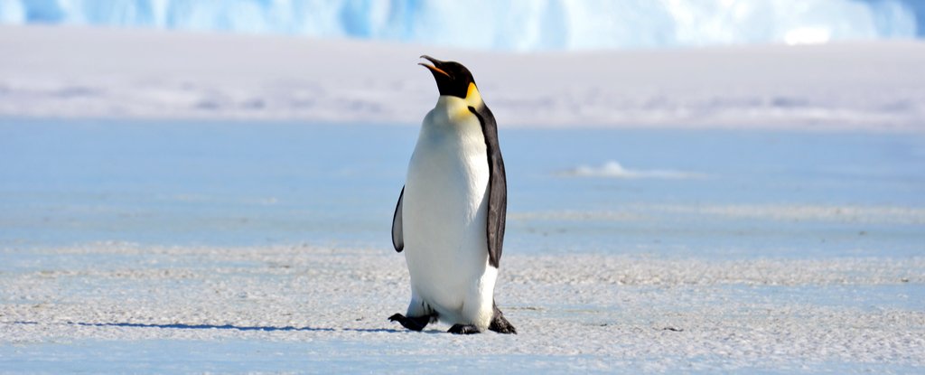 emperor_penguin_shutterstock_1024.jpg