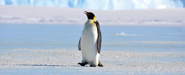 Bones of a colossal human-sized penguin have been discovered in New Zealand