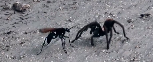 WATCH: An epic battle between a wasp and a tarantula