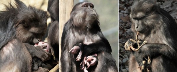 A monkey mother ate her mummified dead baby in a never-before-seen case