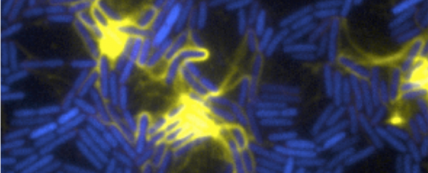 Some superbugs literally explode when they die, making them even more deadly