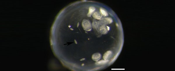 This intimidating parasite burrows into its host's eye and hijacks its brain