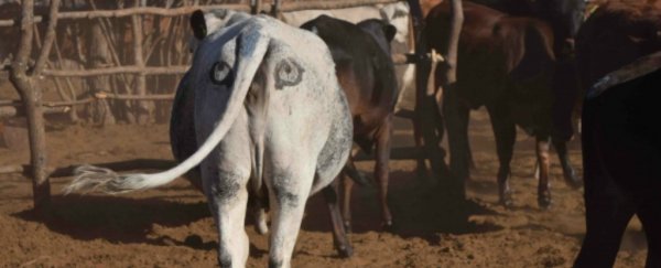 Scientists are painting eyes on cows’ butts to stop lions getting shot