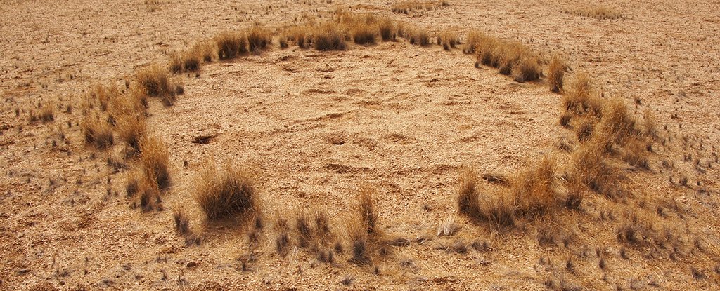 Scientists Think They've Solved The Mystery of Namibia's Bizarre Fairy  Circles : ScienceAlert