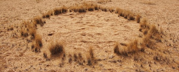 Scientists think they've solved the mystery of Namibia's bizarre fairy circles