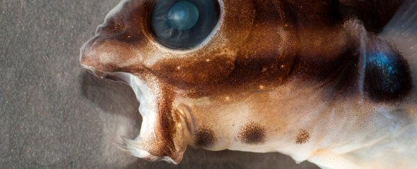 This tiny fish uses giant fangs to inject heroin-like venom into would-be predators