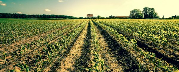 10 farming myths to think about on your next grocery run