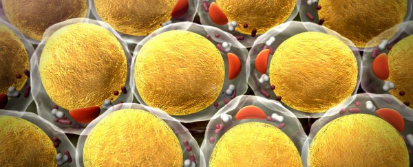 Scientists find metabolic 'master switch' that controls if fat is stored or burned
