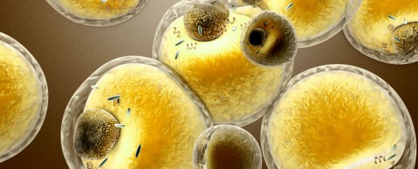 Science shows that fat cells live longer than lean ones