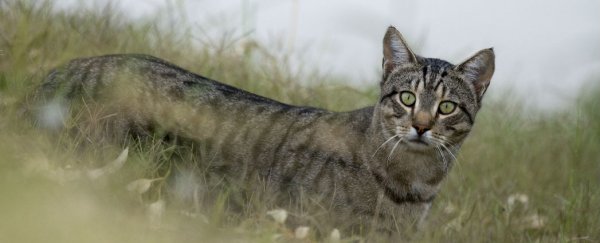 Culling feral cats actually increases their numbers, new study finds