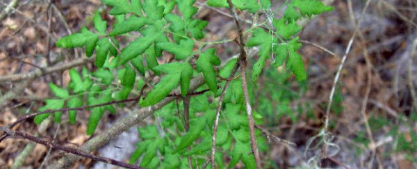 Ferns can change their neighbour’s sex