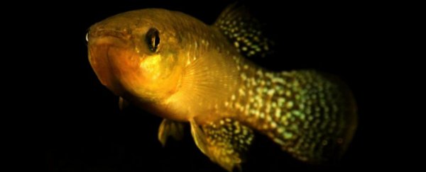 Scientists discover mutated fish that have become 8,000 times more resistant to toxic waste