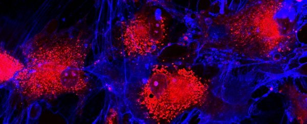 Japanese scientists reverse ageing in human cell lines