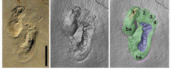 Mysterious footprints suggest humanoids roamed Crete nearly 6 million years ago