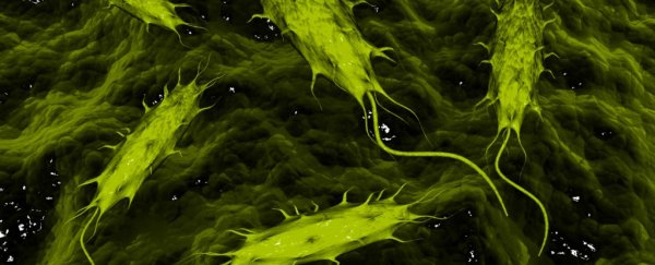 Parasites inside your body could actually be protecting you