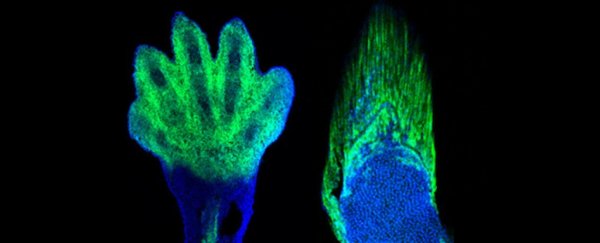 Scientists just discovered the evolutionary link between hands and fins