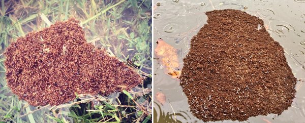 Fire ants are banding together into stinging horror rafts to survive Hurricane Harvey's flood