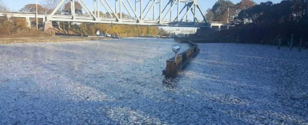 Thousands of fish dropped dead in a New York canal overnight, and locals are freaking out