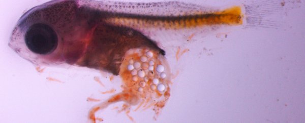 A widely reported study on the dangers of microplastics in fish is about to be retracted