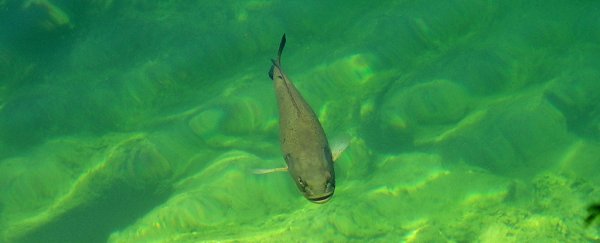 Our Antidepressants Are Becoming a big problem for Fish in Niagara
