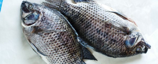 Fish collagen ‘band-aid’ can heal your wounds