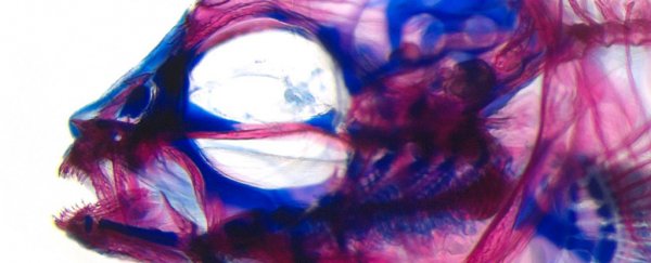 Scientists unlock a secret to non-genetic variation within a species