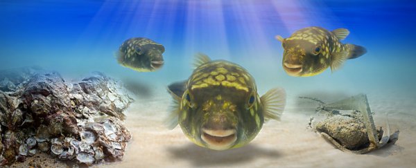 Fish have been recorded singing a dawn chorus - just like birds