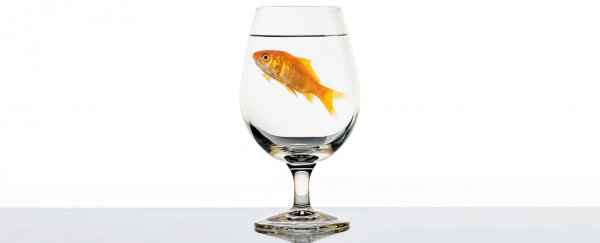 Your goldfish copes with your gross aquarium by making its own alcohol
